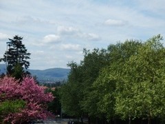 Arbres de Judé - des tilleuls